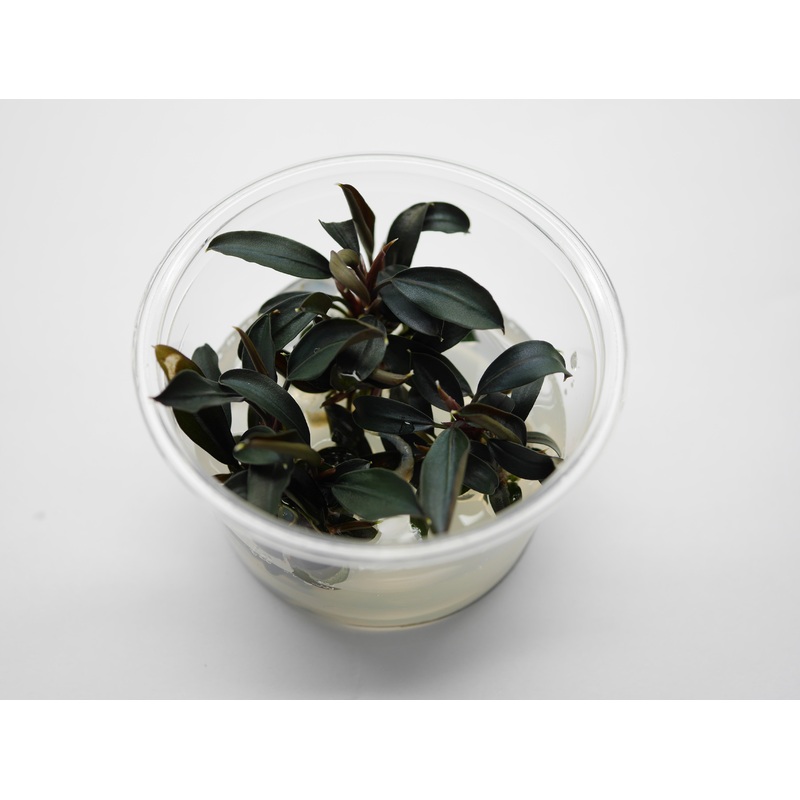 Oriental TC - Bucephalandra Brownie Ghost
