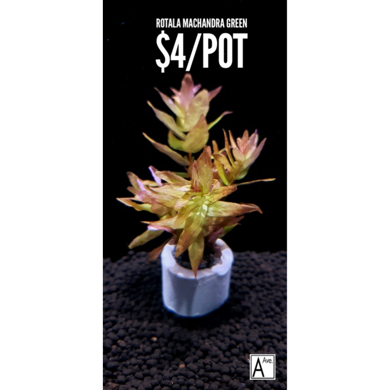 Rotala Macrandra Green