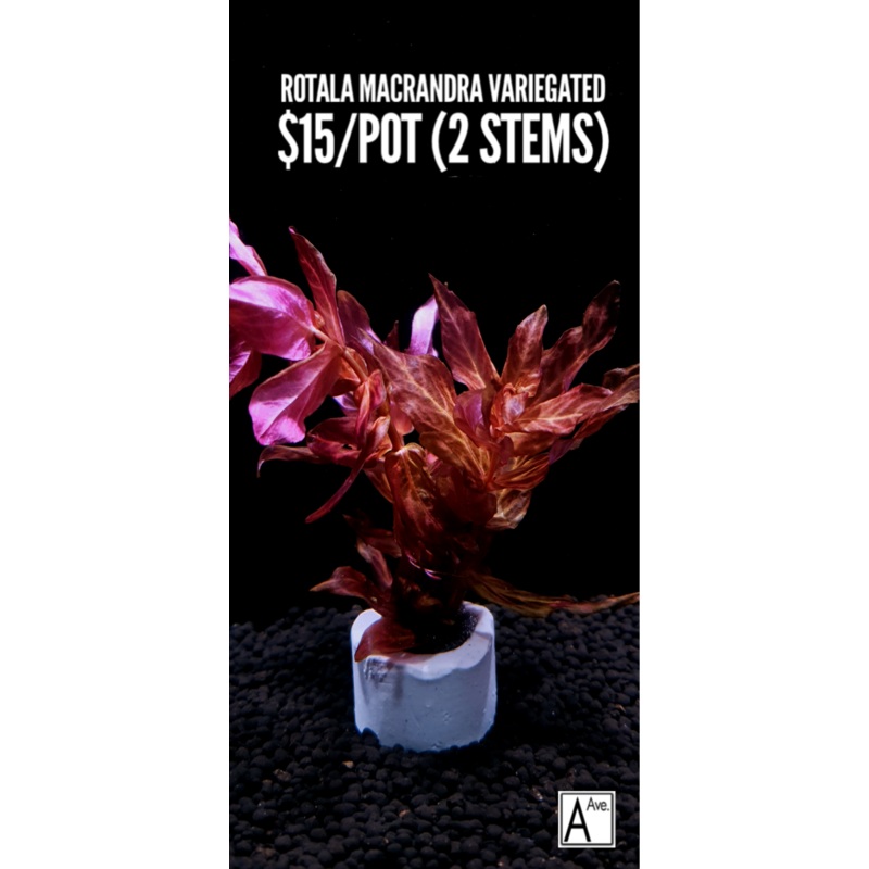 Rotala Macrandra Variegated