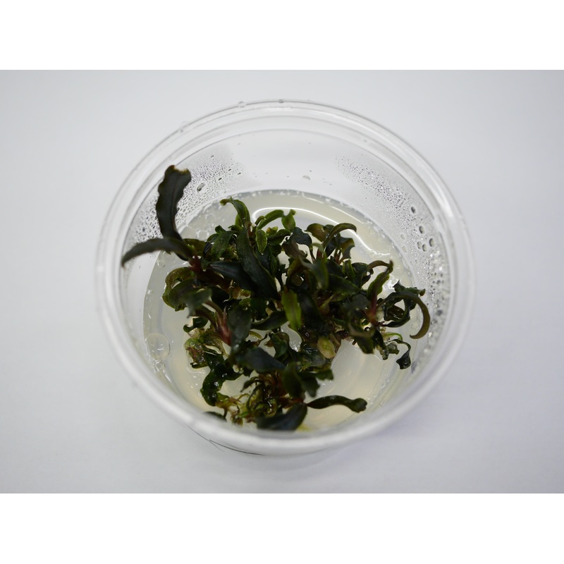 TC - Bucephalandra Kedakang