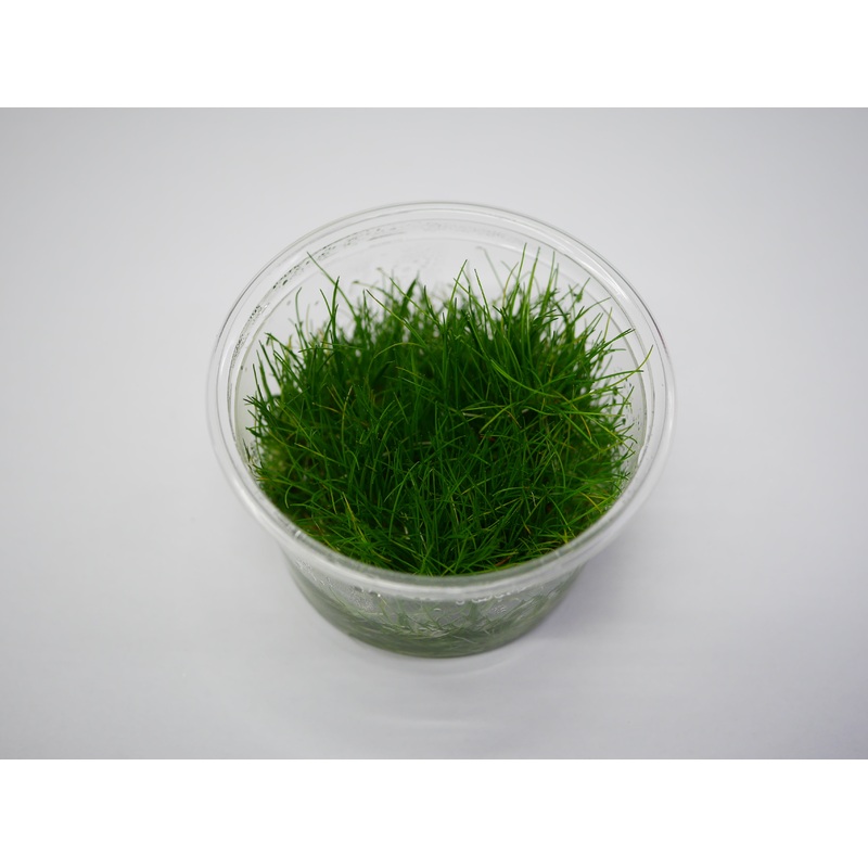 TC - Eleocharis parvulus