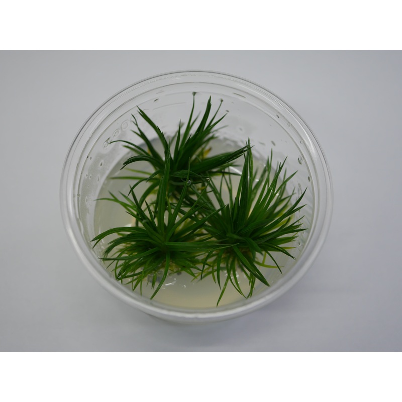 TC - Eriocaulon Polaris