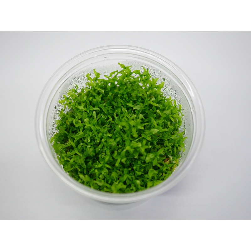TC - Hemianthus Micranthemoides