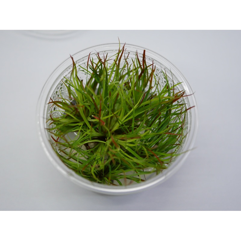 TC - Juncus Repens