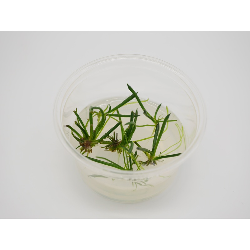 TC - Littorella Uniflora