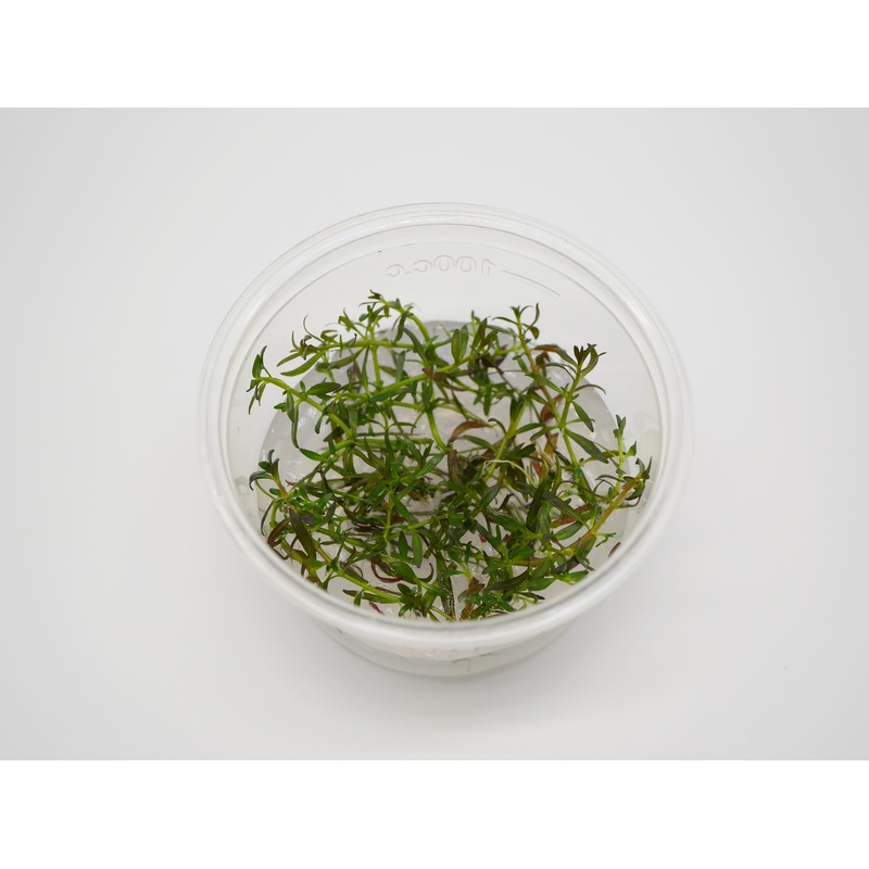 TC - Ludwigia Arcuata