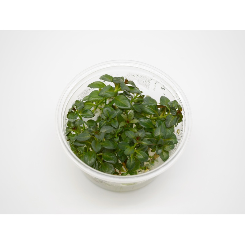 TC - Ludwigia Repens Rubin