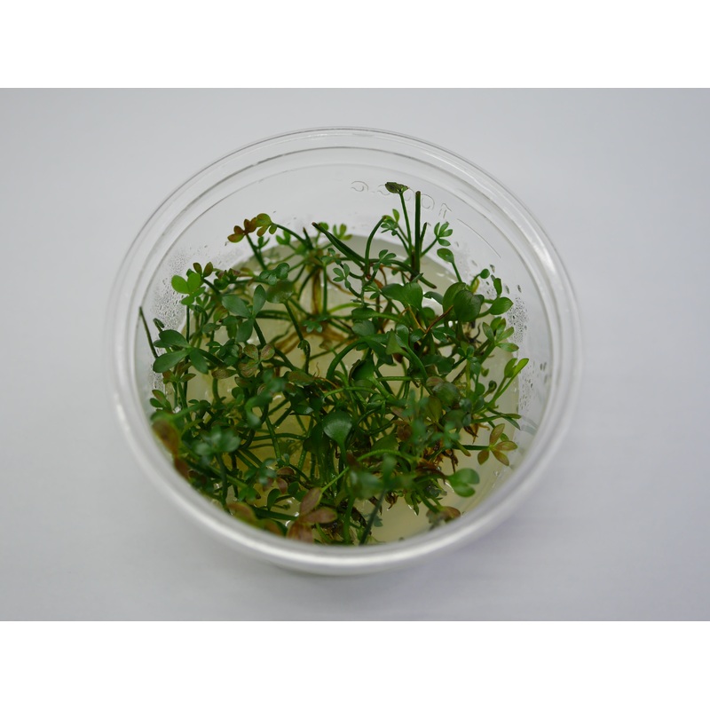 TC - Marsilea Hirsuta