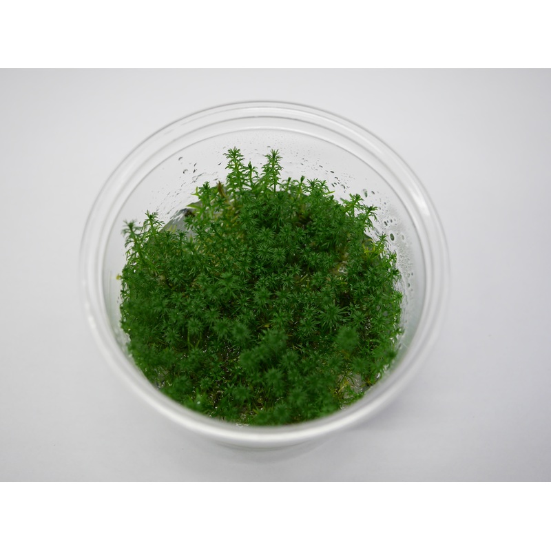TC - Myriophyllum Guyana