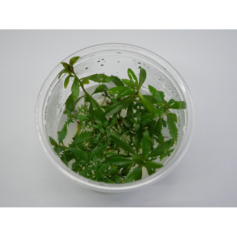 TC - Proserpinaca Palustris