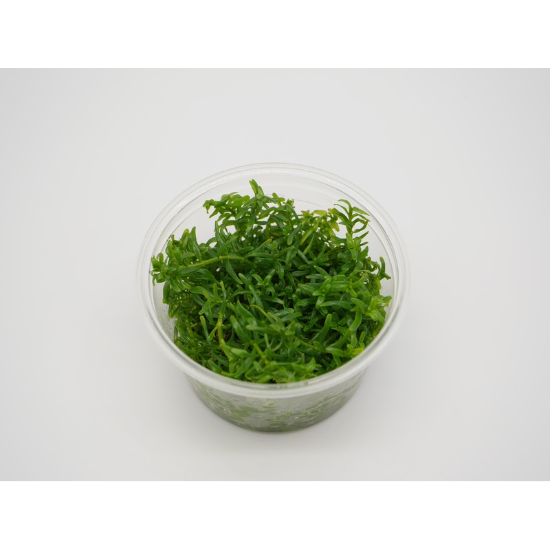 TC - Rotala Green