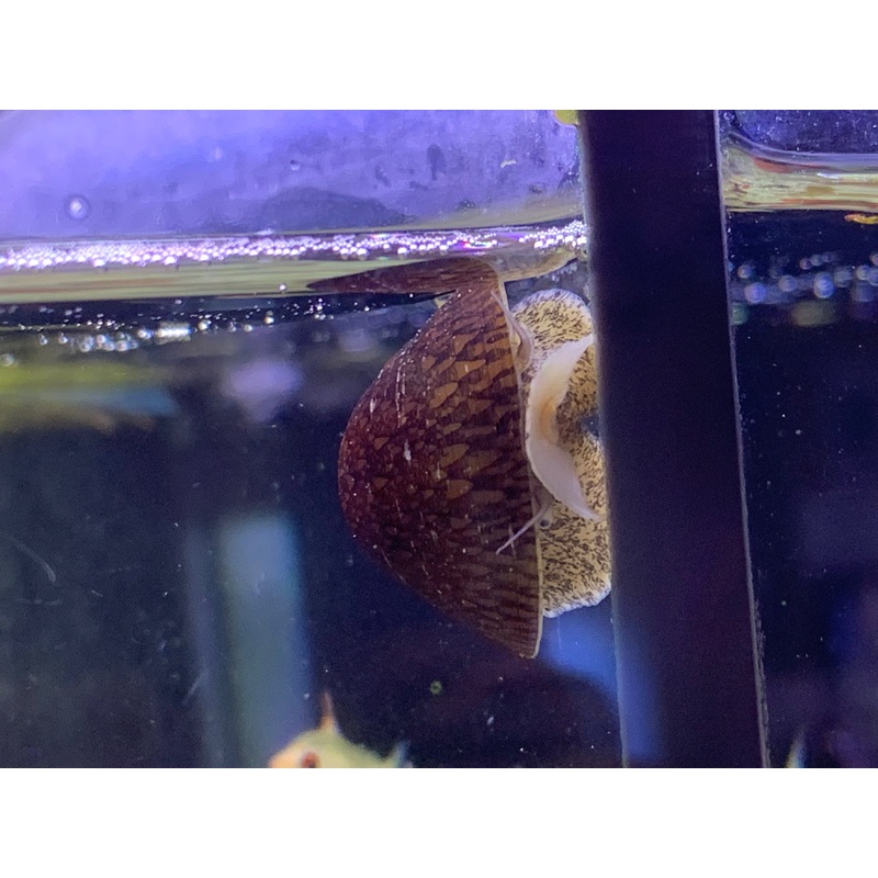 Abalone Snail