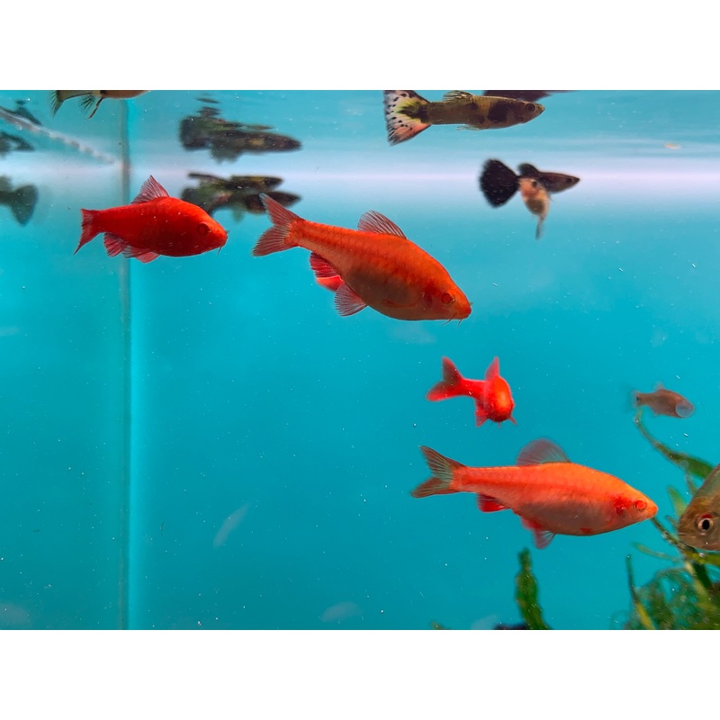 Albino Cherry Barb