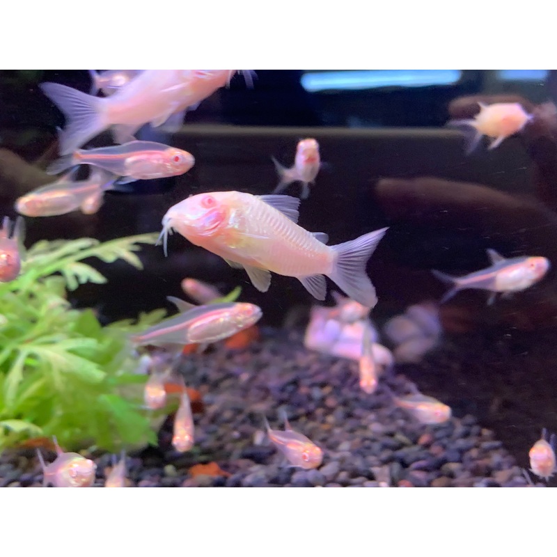 Albino Cory