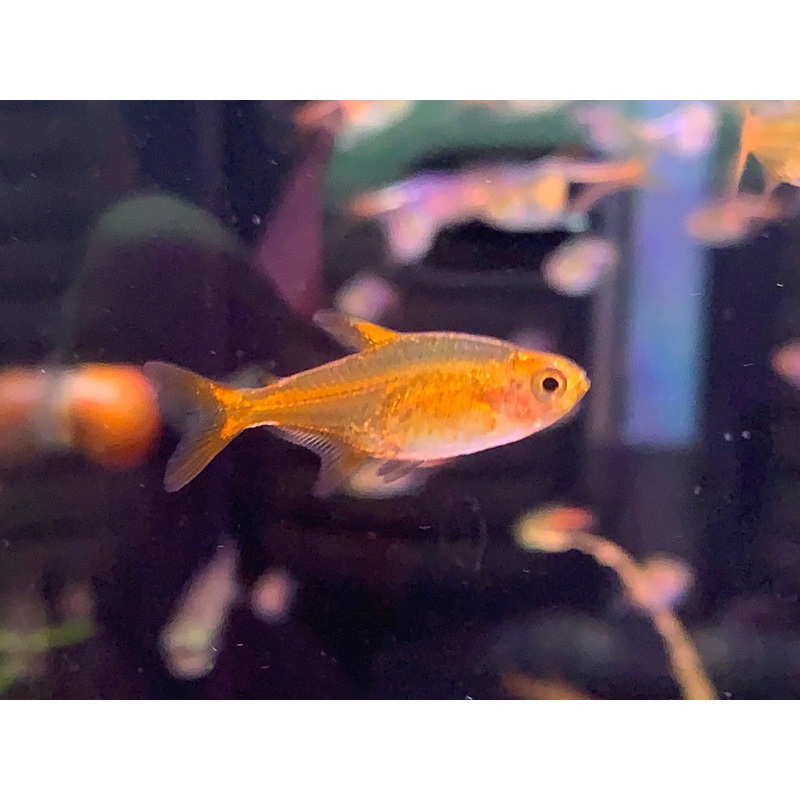 Amber Tetra