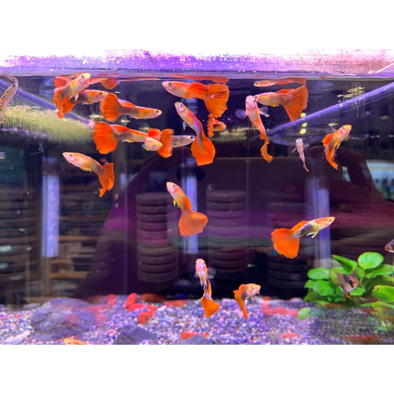 Assorted Guppy