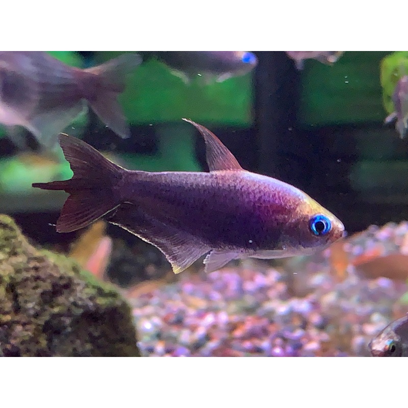 Black Emperor Tetra