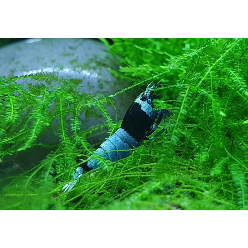 Black King Kong Shrimp