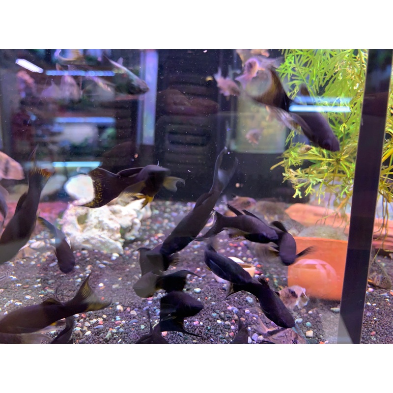 Black Molly