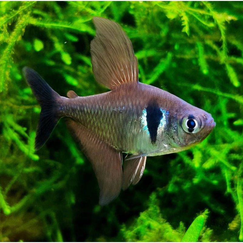 Black Phantom Tetra
