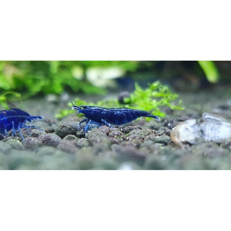 Blue Diamond Shrimp