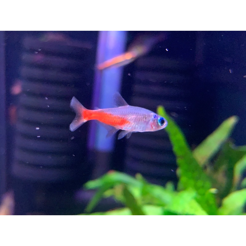 Brilliant Neon Tetra
