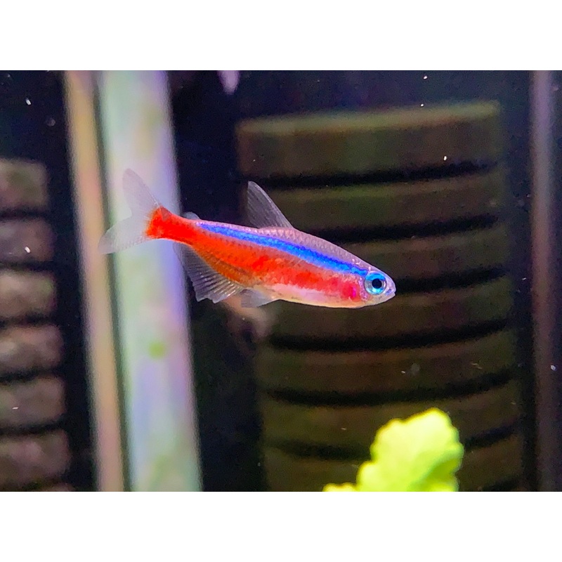 Cardinal Tetra (Wild BRAZIL Variant)