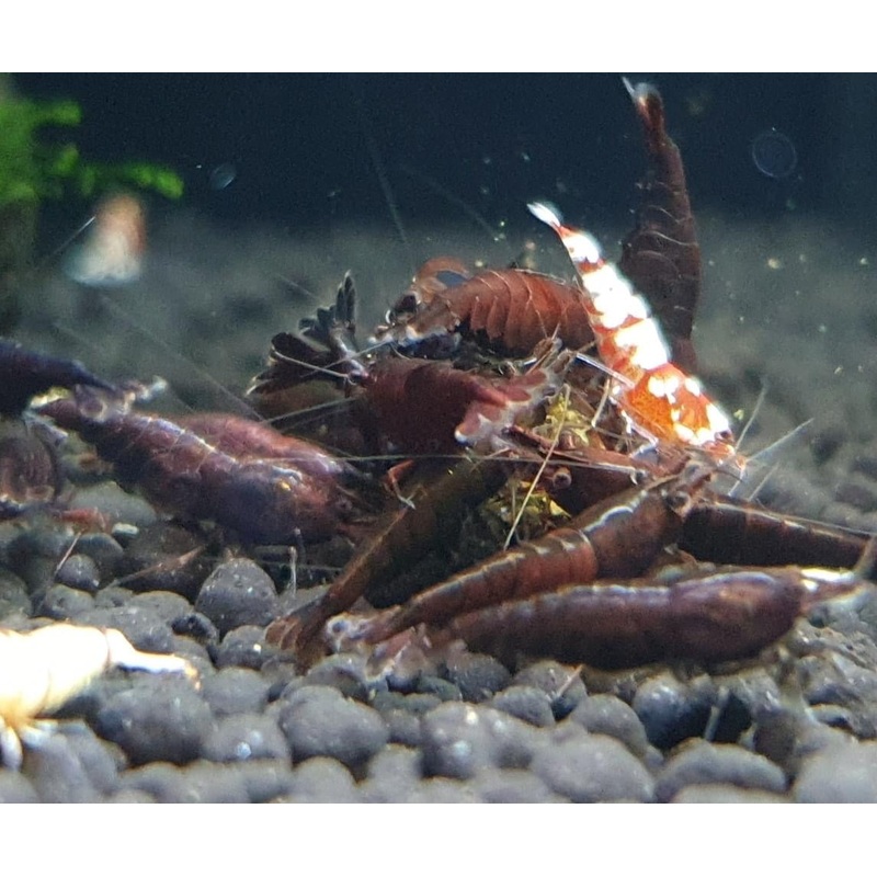 Chocolate Shrimp