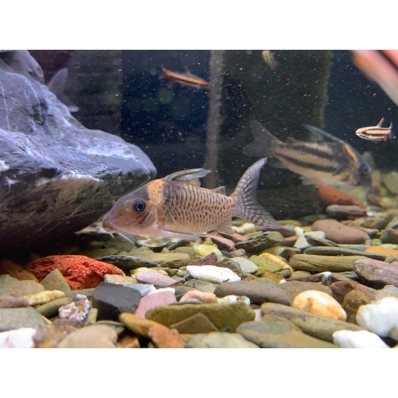 Cory Sp