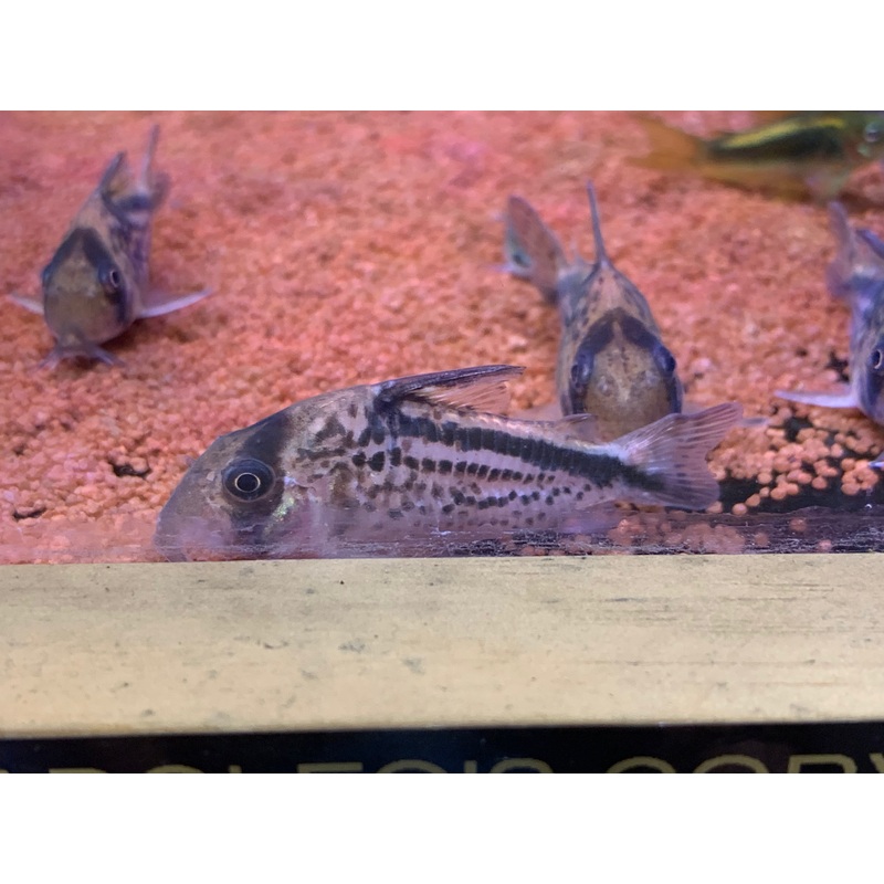 Corydoras Loxozonus