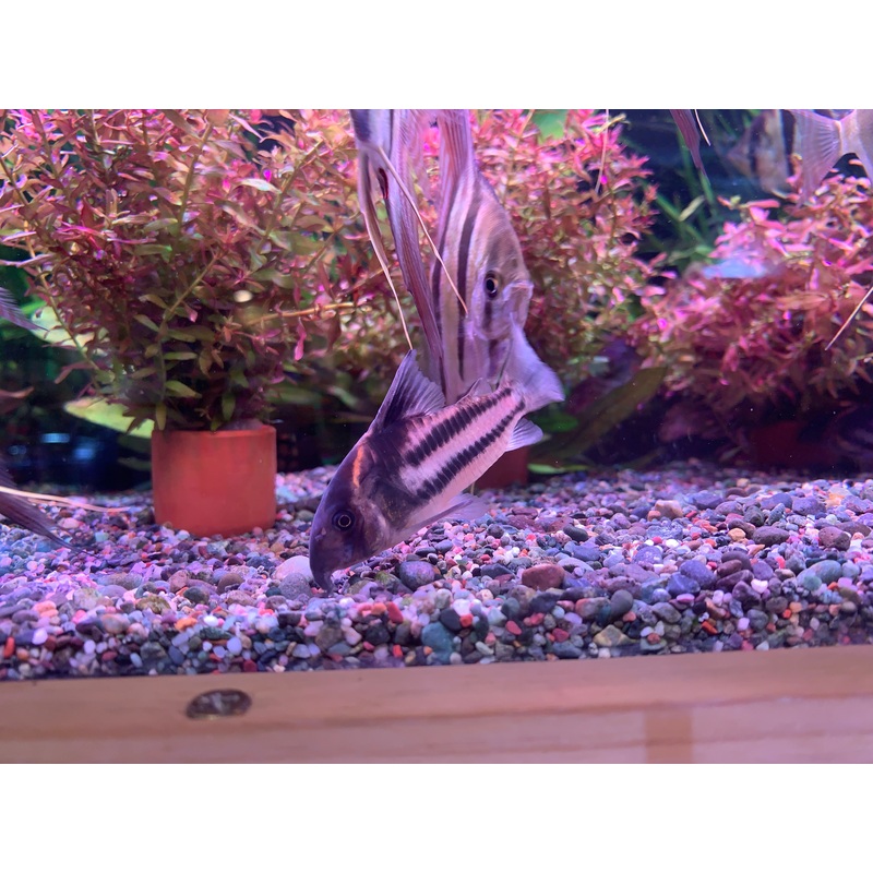 Corydoras Parallelus