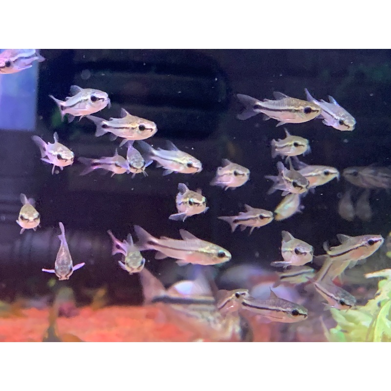 Corydoras Pygmaeus