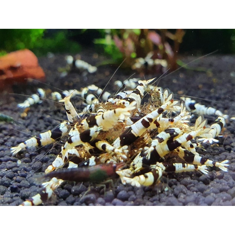 Crystal Black Shrimp