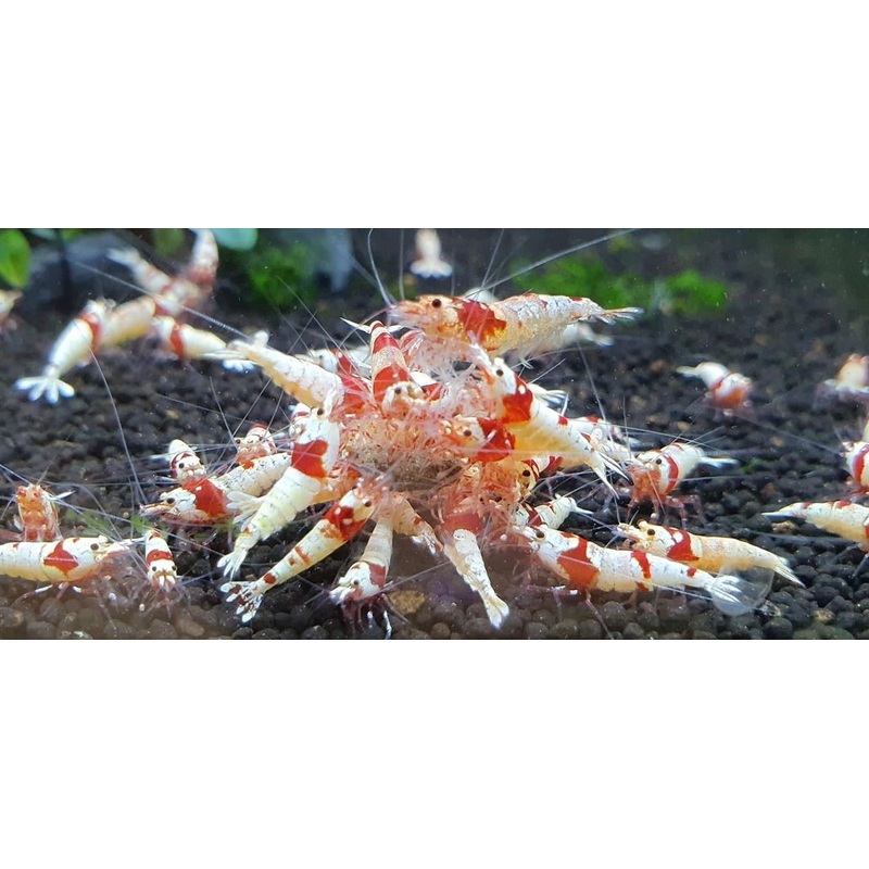 Crystal Red Shrimp