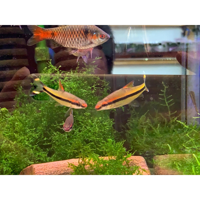 Denison Barb