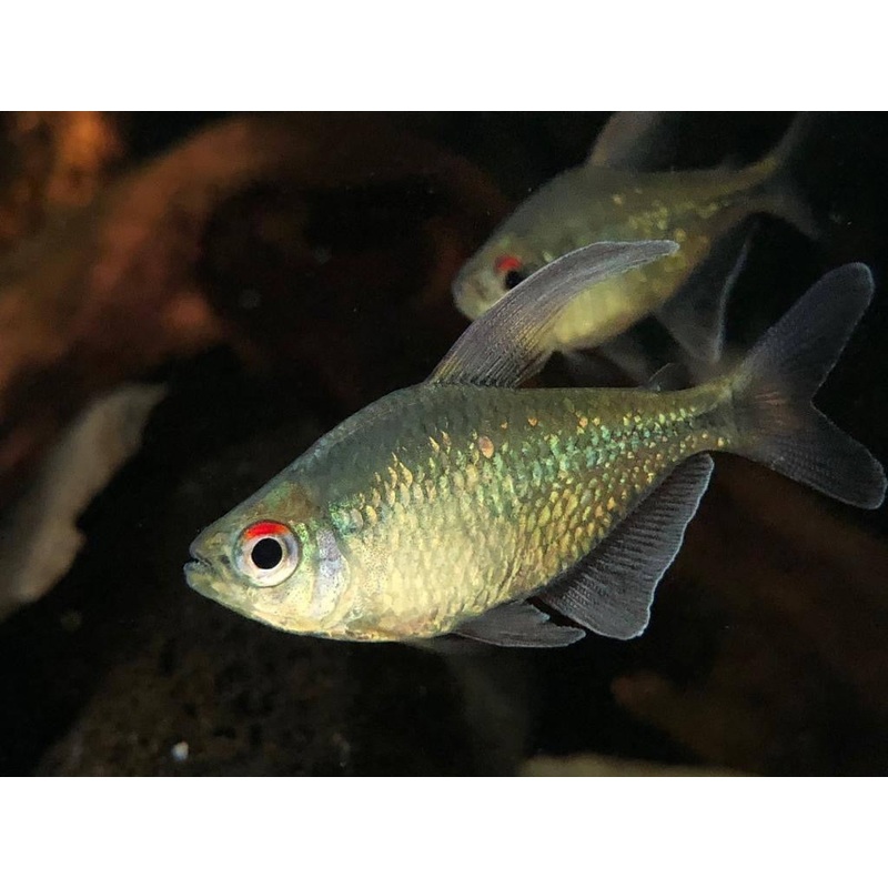Diamond Tetra