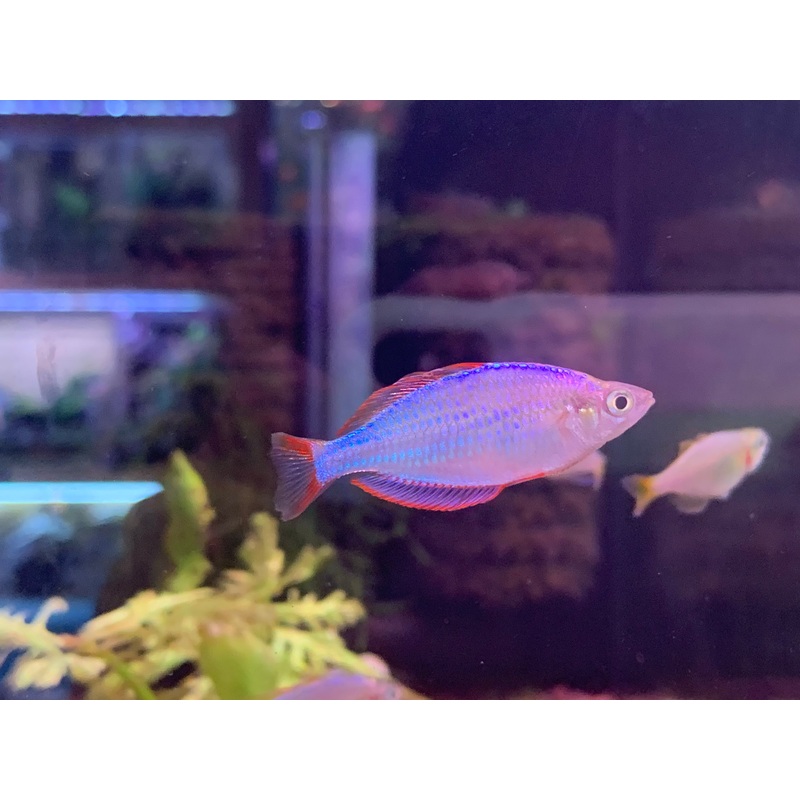 Dwarf Neon Rainbow