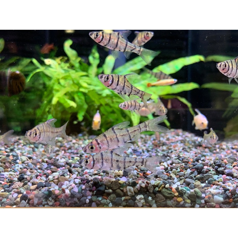 Eight-Banded Barb