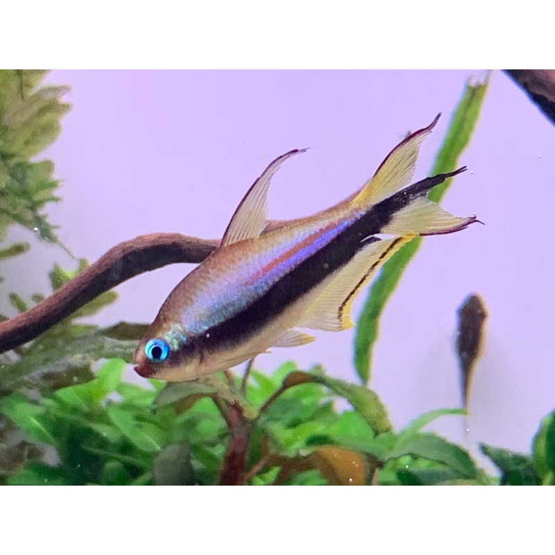 Emperor Tetra