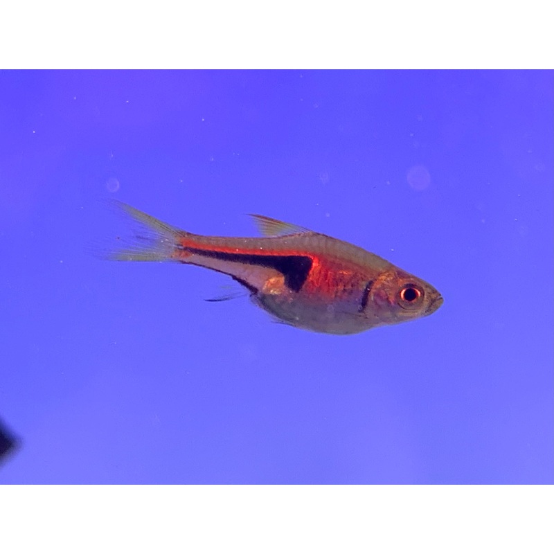 Espei Rasbora
