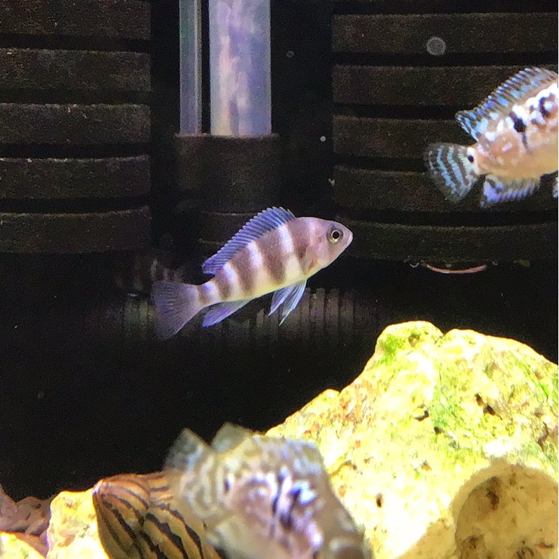 Frontosa Cichlid