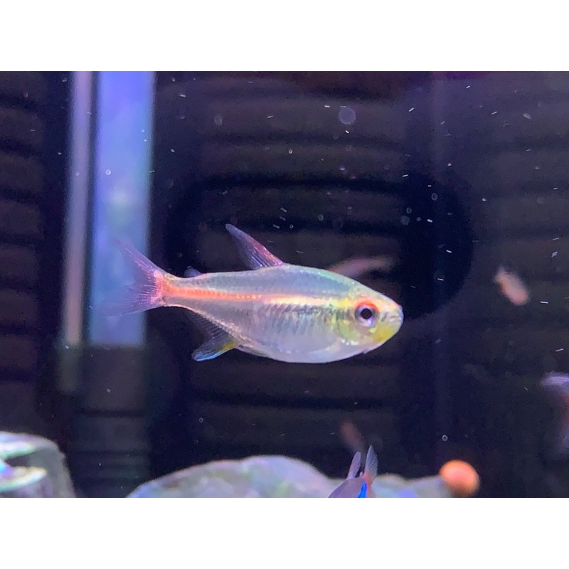 Glowlight Tetra