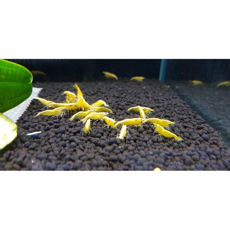Golden Back Shrimp