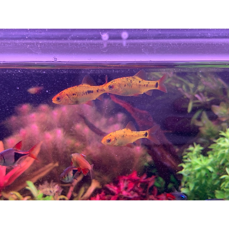 Golden Barb
