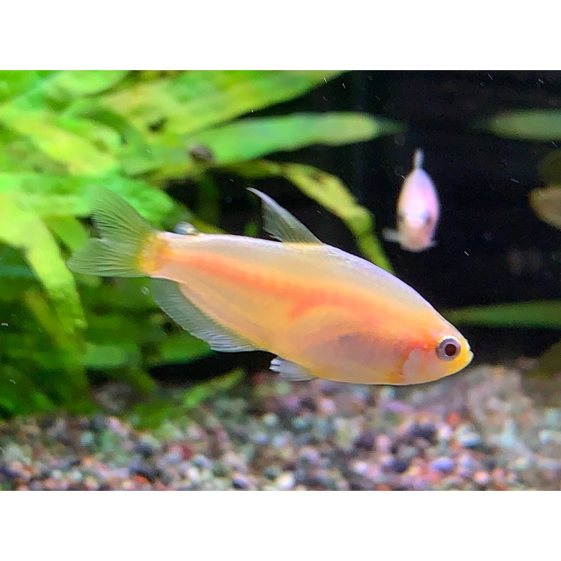 Golden Emperor Tetra