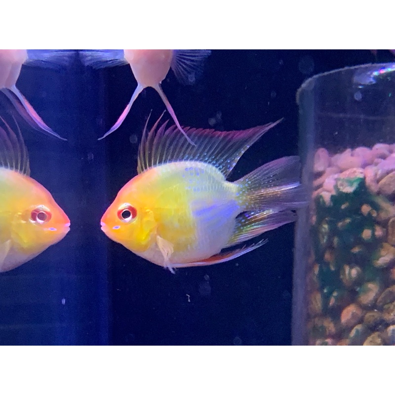 Golden Hollan Ram