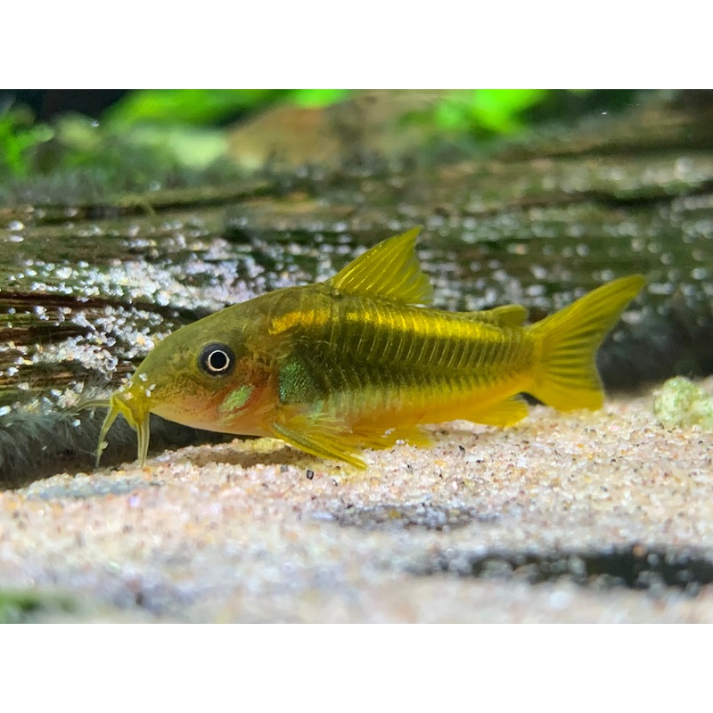 Golden Line Cory