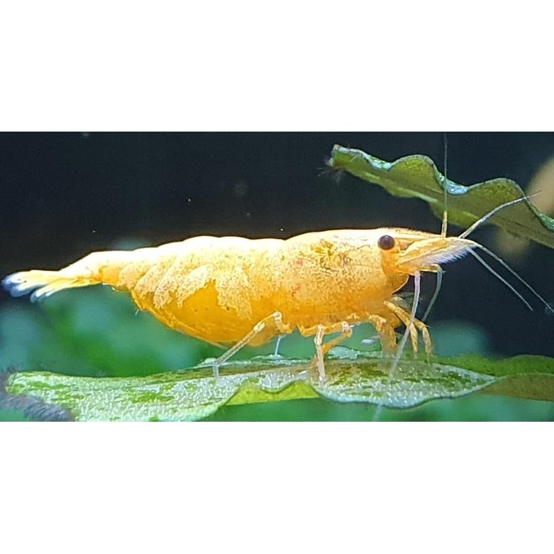 Golden Sand Shrimp