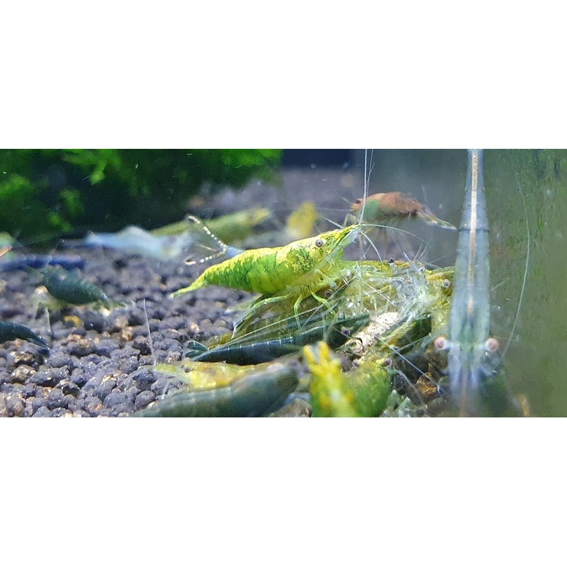 Green Jade Shrimp