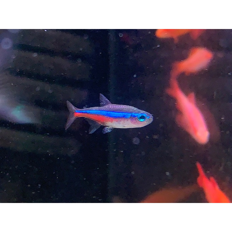 Green Neon Tetra